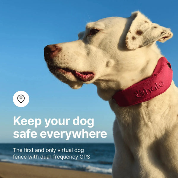 Halo Collar 4 GPS wireless Dog Fence – Wireless, Smart, Orchid Color
