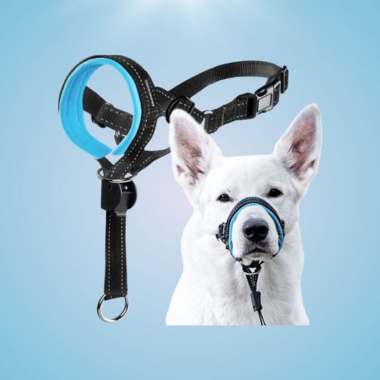 Dog Head Halter with Safety Strap